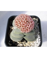 CRASSULA BARKLYII