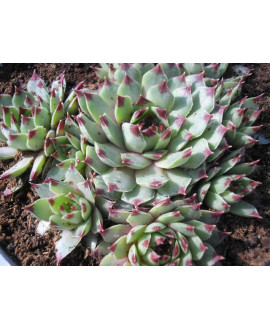 SEMPERVIVUM CALCAREUM