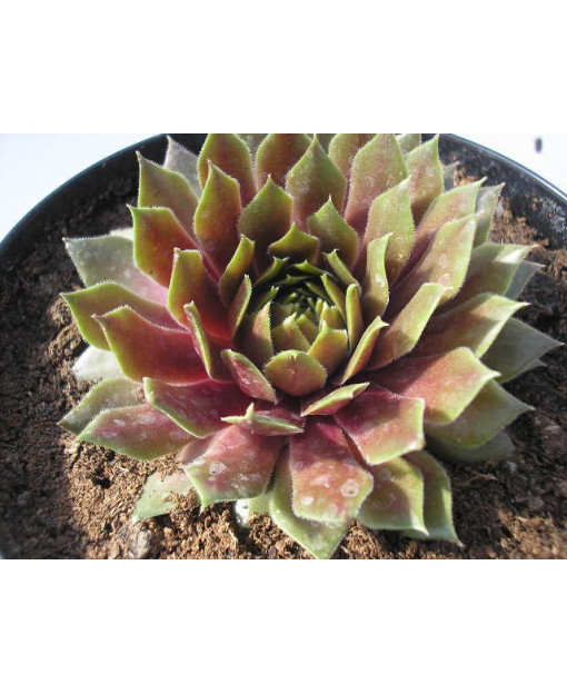 SEMPERVIVUM PRIINTEMPS