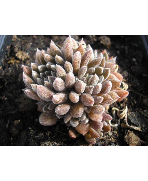 SINOCRASSULA YUNNANENSIS