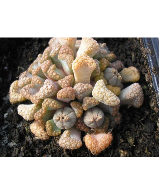 TITANOPSIS LUDERITZII