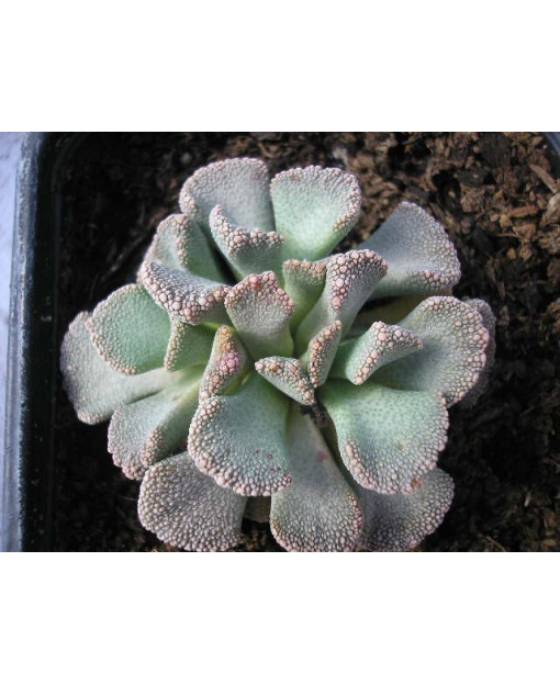 TITANOPSIS FULLERI