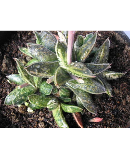 GASTERIA BICOLOR V. LILIPUTANA