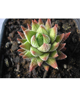 HAWORTHIA REINWARDTII KAFFIRDRIFTENSIS