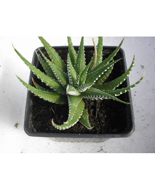 HAWORTHIA ATTENUATA