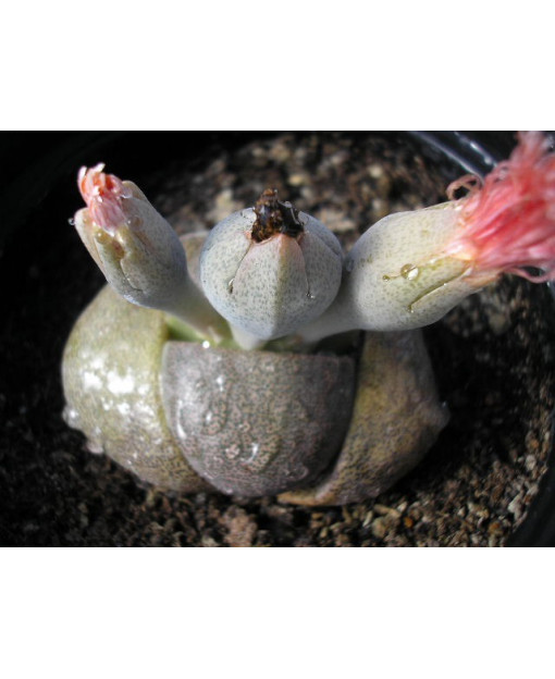 PLEIOSPILOS NELLII