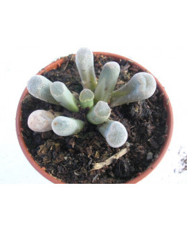 FRITHIA PULCHRA ROTE BLUETE