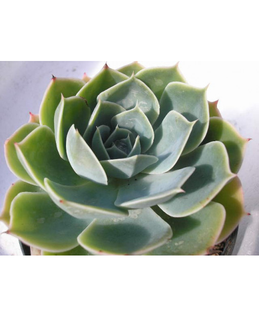 ECHEVERIA SECUNDA GLAUCA