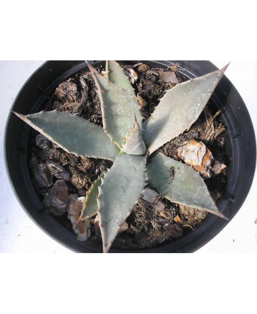 COTYLEDON MACRANTA