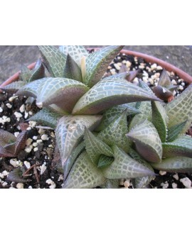 HAWORTHIA VENOSA TESELLATA