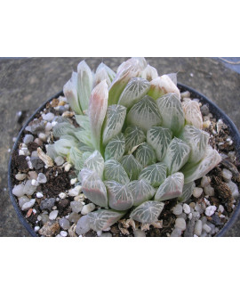 HAWORTHIA COPERI PILIFERA VARIEGATA