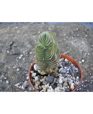 CRASSULA BUDAS TEMPLE