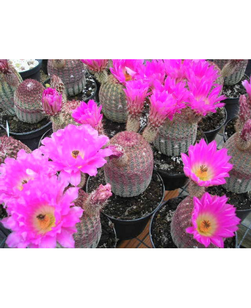 MAMMILLARIA VETULA GRACILIS A.S.C.