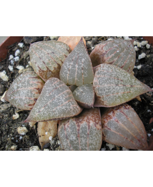 HAWORTHIA EMELYAE