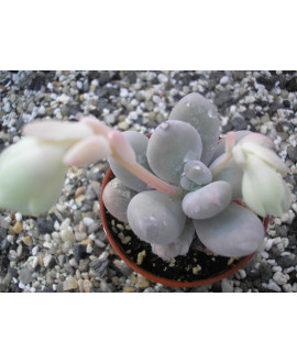 PACHYPHYTUM OVIFERUM