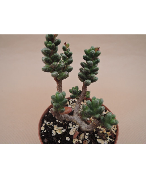 SEDUM FURFURACEUM