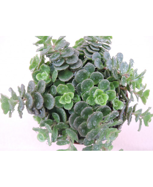 SEDUM MAKINOI