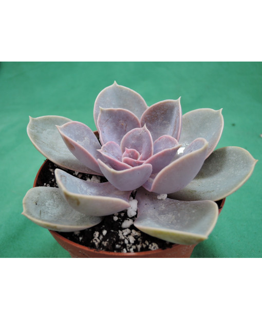 ECHEVERIA PERLE VON NURNBERG