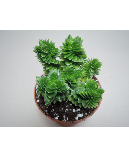 CRASSULA STAGNOL