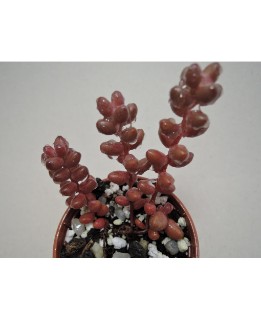 SEDUM STAHLII