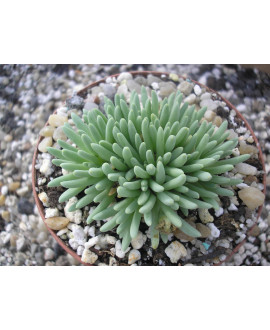 DELOSPERMA SPHALMANTHOIDES