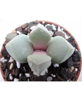 LAPIDARIA MARGARETAE