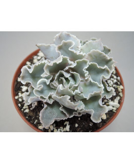 ECHEVERIA SHAVIANA ASCENSION