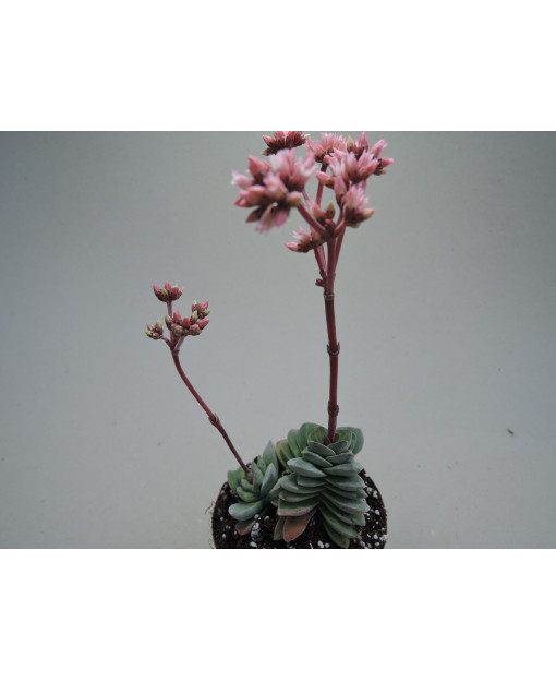 CRASSULA CORALITA