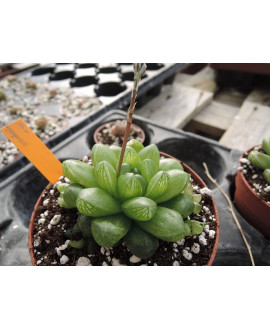 HAWORTHIA COOPERI