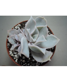 ECHEVERIA LILACINA