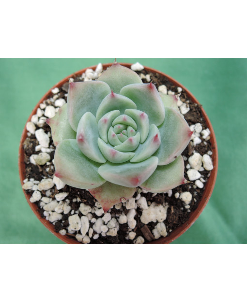 ECHEVERIA CHIHUAHUAENSIS