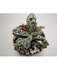 CRASSULA EXILIS PICTURATA