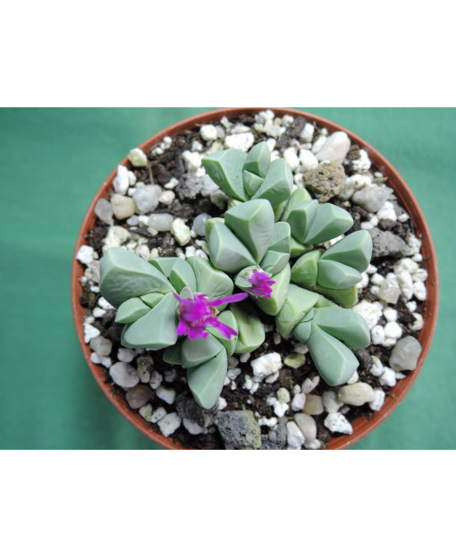 GIBBAEUM PETRENSE