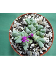 GIBBAEUM PETRENSE