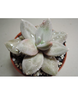 ECHEVERIA XICHUENSIS