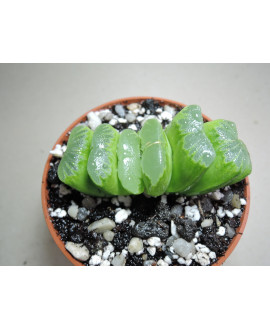 HAWORTHIA TRUNCATA LIME GREEN