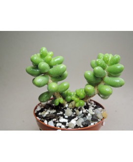 SEDUM HERNANDEZEII