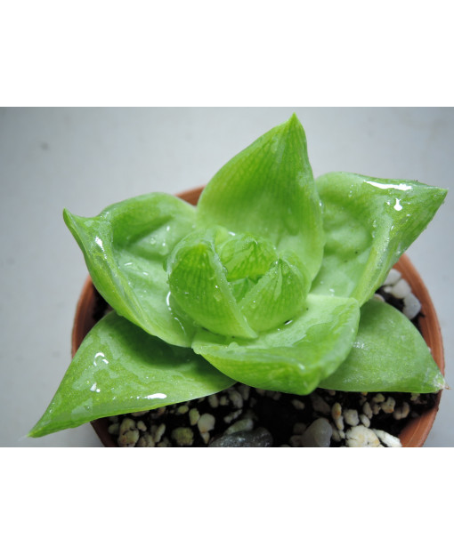 HAWORTHIA PLANIFOLIA