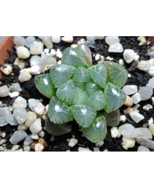 HAWORTHIA COOPERI TRUNCATA