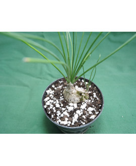 ALBUCA HUMILIS ( BULB 1,5-2 cm.)