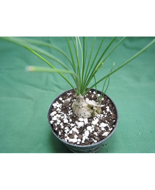 ALBUCA HUMILIS ( BULB 1,5-2 cm.)