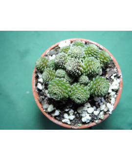 MONANTHES POLYPHYLLA(THE PLANT YOU SEE)POT 6CM