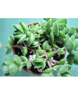 CRASSULA LANUGINOSA DAVID