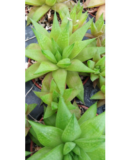 HAWORTHIA MARUMIANA