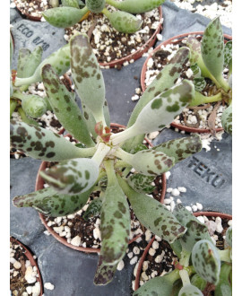 ADROMISCHUS COOPERI FESTIVUS