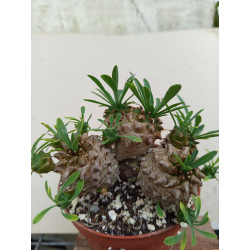 EUPHORBIA JAPONICA (THE...