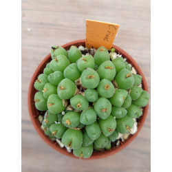 CONOPHYTUM TRUNCATUM...