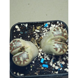 LITHOPS C300 (THE PLANT YOU...