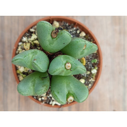 CONOPHYTUM BILOBUM (THE...