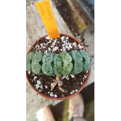 HAWORTHIA TRUNCATA GEMBU...